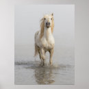 Recherche de cheval de camargue posters Ferme