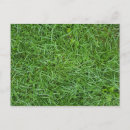 Recherche de gazon cartes postales Vert