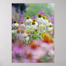 Search for echinacea posters Photography