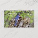 Recherche de oiseau bleu oriental Vert