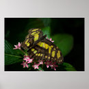 Recherche de malachite art Papillon