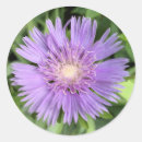 Search for aster stickers Garden