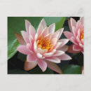 Recherche de water lily invitations Nénuphar