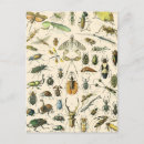 Search for entomology postcards Insects