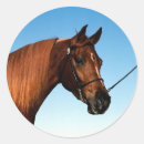 Search for show horse stickers Equine