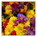 Recherche de fleur de marguerite posters Coloré