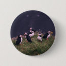 Search for puffins buttons Atlantic puffin