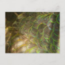 Recherche de subtil cartes postales Plumes