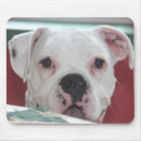 Search for bulldog electronics Boxer