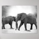 Recherche de défenses photographie Safari
