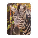 Search for african nations magnets Wildlife