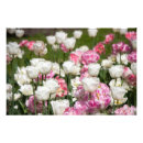 Recherche de tulipe blanche posters Nature