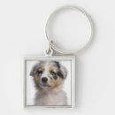 Search for merle keychains Australian shepherd
