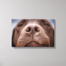 Search for chocolate labrador canvas prints Cute