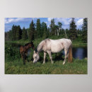 Search for mares posters Equestrian
