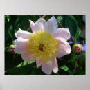 Recherche de poney rose posters Nature