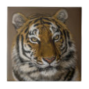 Recherche de yeux verts carreaux Tigre