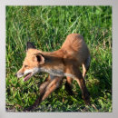 Recherche de fox posters Animaux