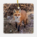 Search for red fox ornaments Wildlife