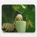 Search for monarch mousepads Milkweed