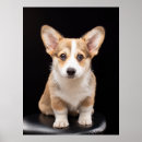Recherche de cute corgi art Canine