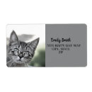 Recherche de cat labels Kitten