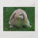 Search for lop postcards Bunnies