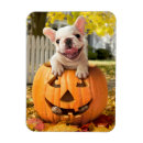 Search for jackolantern magnets Avanti press