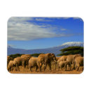 Recherche de grande oreille magnets Animaux