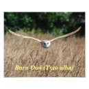 Recherche de barn owl posters Faune