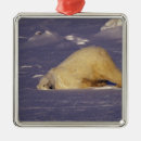 Search for polar bear ornaments Manitoba