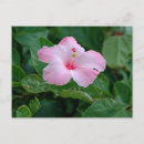 Search for hibiscus flower postcards Pink