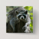 Recherche de raton laveur badges Animal