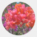 Search for bougainvillea stickers Floral