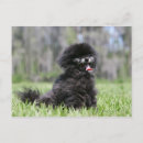 Search for black pomeranian dog postcards Loulou