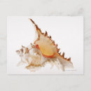 Recherche de faune marine cartes postales Animaux