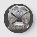 Recherche de cane corso art Chiens