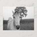 Recherche de cheval noir cartes postales Nature