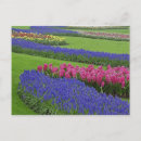Recherche de paysage fleuri cartes postales Vert