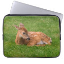 Search for newborns cases Animals in the wild