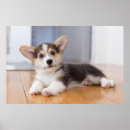 Recherche de chien corgi posters Animaux de bébé