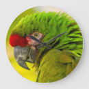Recherche de aras horloges Vert