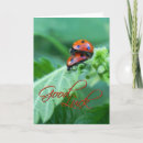 Search for ladybugs cards Good luck