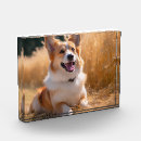 Search for dog photo display Pet