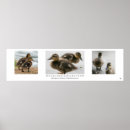 Recherche de caneton posters Nature