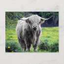 Recherche de scottland cartes postales Vache