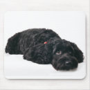 Search for black white cockapoo Pet