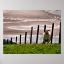 Search for sheep posters Wales