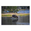 Recherche de orignaux taureau posters Alces alces