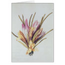 Recherche de safran cartes postales Plante